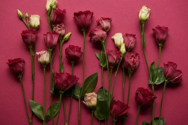 Квітучі Квіти Зеленим Листям Рубіновому Фоні — стокове фото