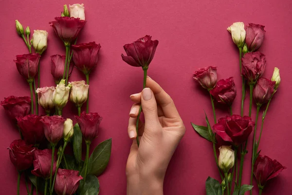 Vista Cortada Mulher Segurando Eustoma Flor Mão Fundo Rubi — Fotografia de Stock