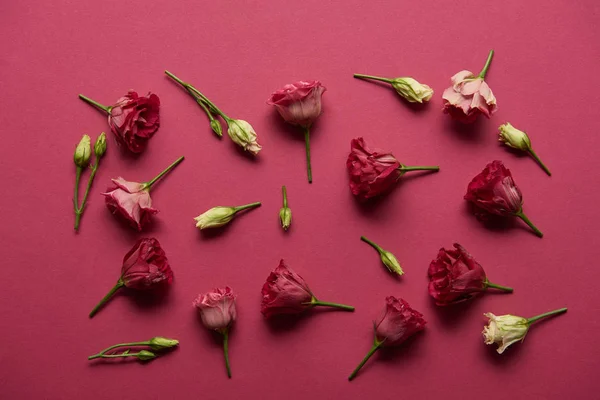 Ανθισμένα Λουλούδια Άσπρα Και Ροζ Φόντο Ρουμπινί — Φωτογραφία Αρχείου