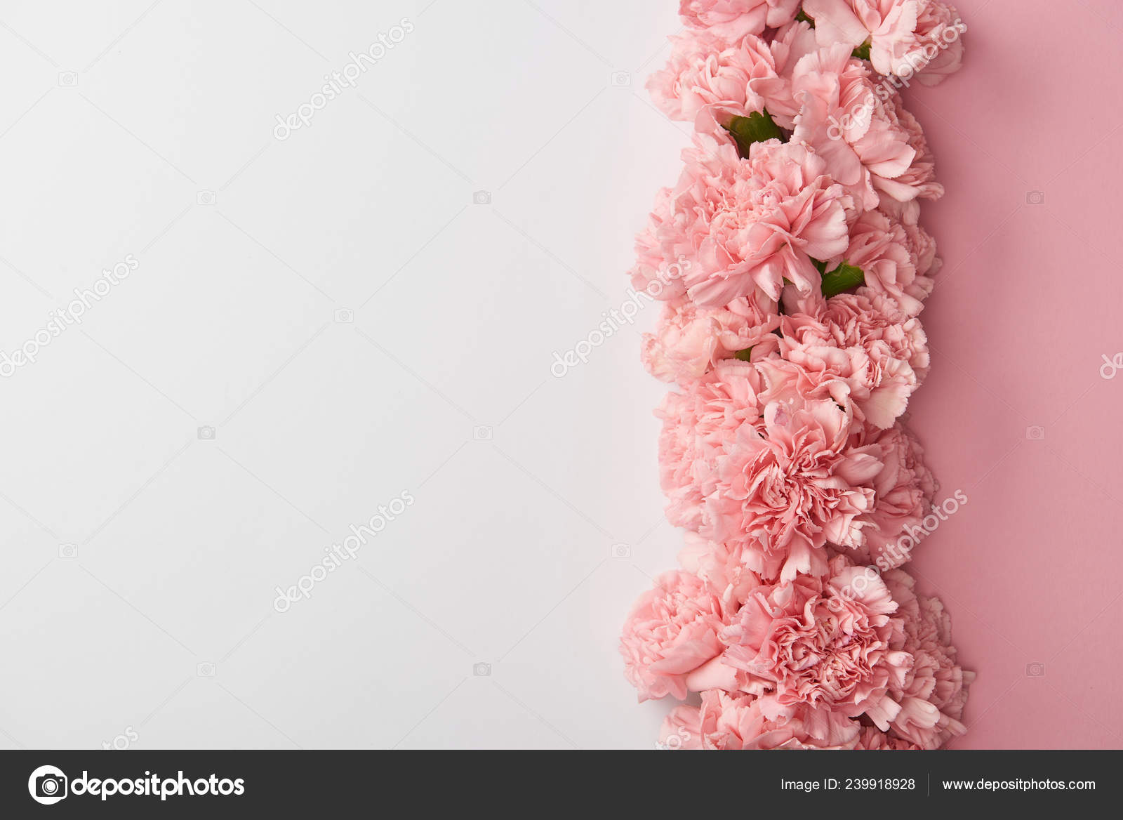 カーネーション写真素材 ロイヤリティフリーカーネーション画像 Depositphotos カーネーション写真素材 ロイヤリティフリーカーネーション画像 Depositphotos
