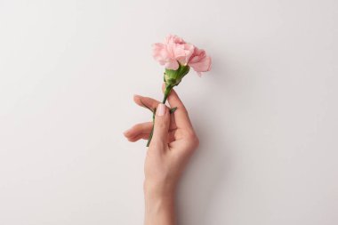 Kırpılan atış gri izole güzel pembe çiçek tutan kadın 