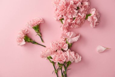 top view of beautiful pink carnation flowers isolated on pink background   clipart