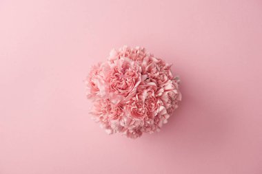 güzel yumuşak pembe karanfil çiçek, pembe arka plan izole üstten görünüm