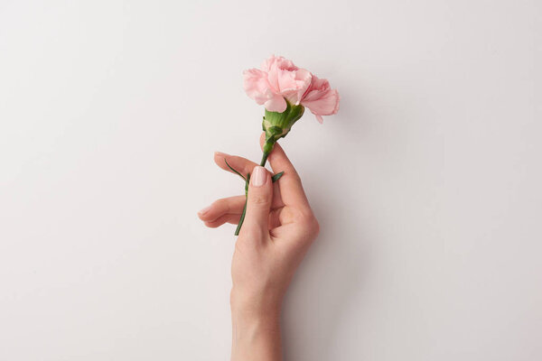 cropped shot of woman holding beautiful pink flower isolated on grey 