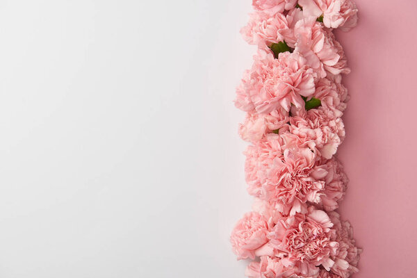 вид на красивый розовый гвоздики цветы изолированы на сером фоне
   