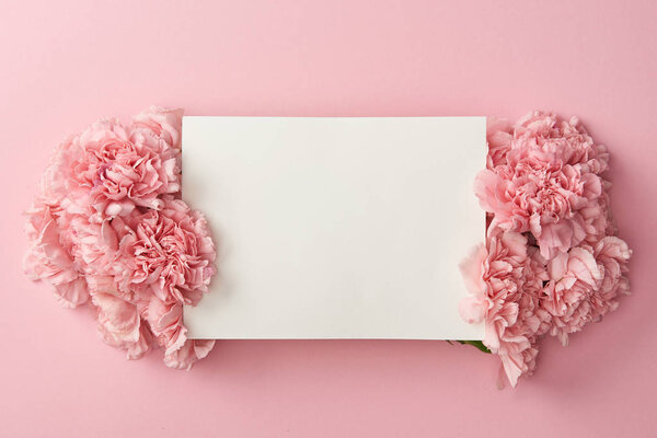 top view of blank white card and beautiful pink flowers isolated on pink background