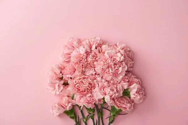 Beautiful Pink Carnation Flowers Isolated Pink Background — Stock Photo, Image