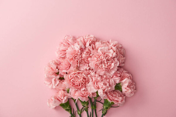 beautiful pink carnation flowers isolated on pink background 