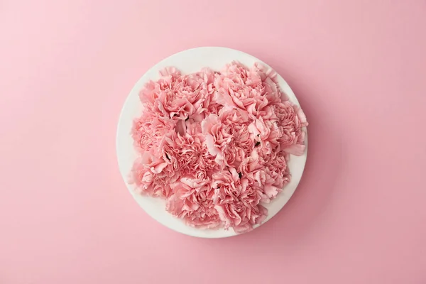 top view of beautiful pink carnation flowers on white plate isolated on pink