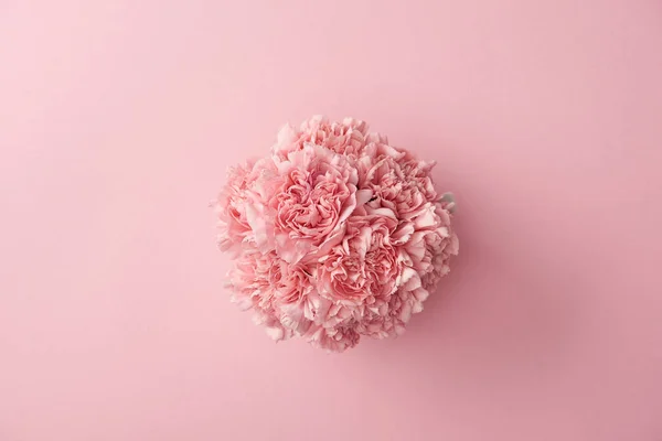 Top View Beautiful Tender Pink Carnation Flowers Isolated Pink Background — Stock Photo, Image