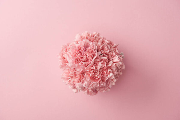 top view of beautiful tender pink carnation flowers isolated on pink background