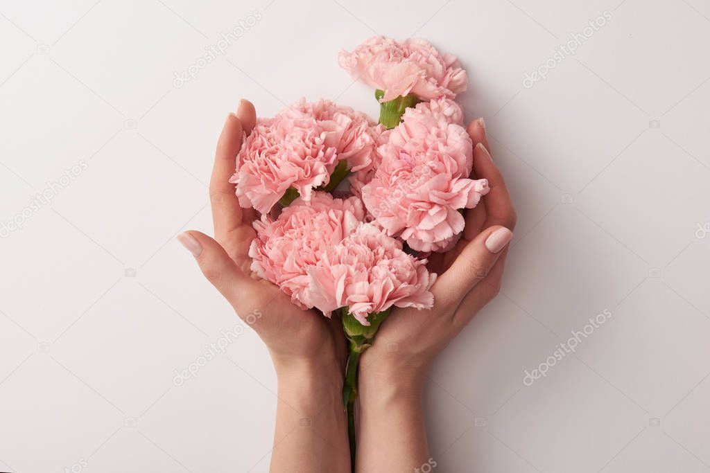 partial view of woman holding beautiful pink carnation flowers isolated on grey 