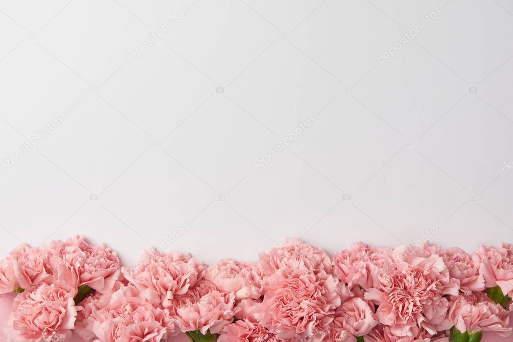 top view of beautiful tender carnation flowers isolated on grey background   