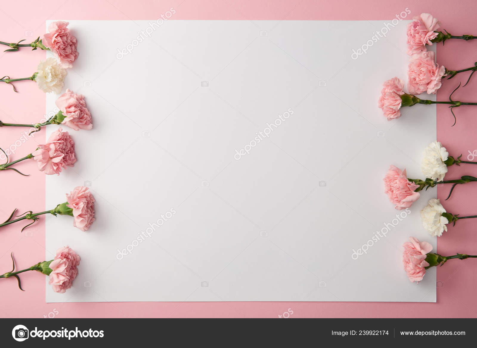 Top View Beautiful Pink White Flowers Blank Card Pink Background Stock  Photo by ©AntonMatyukha 239922174