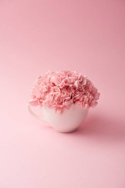 güzel yumuşak pembe karanfil çiçek pembe bir arka plan üzerinde beyaz Kupası