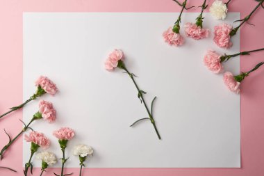 güzel yumuşak pembe ve beyaz karanfil çiçek ve pembe bir arka plan üzerinde boş kartı 