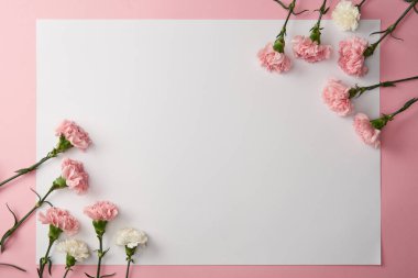 güzel pembe ve beyaz karanfil çiçek ve pembe bir arka plan üzerinde boş kartı 