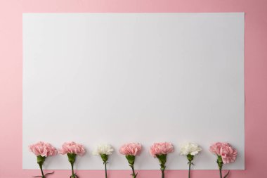 pembe bir arka plan üzerinde güzel pembe ve beyaz karanfil çiçek ve boş kartı üstten görünüm