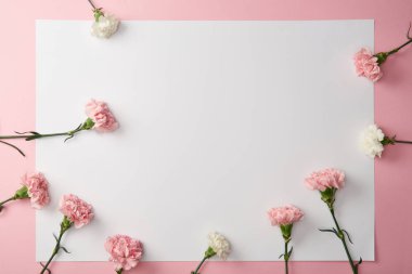 pembe bir arka plan üzerinde güzel ihale karanfil çiçek ve boş kartı üstten görünüm