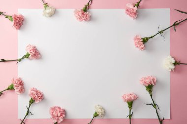 pembe bir arka plan üzerinde güzel karanfil çiçek ve boş kartı üstten görünüm