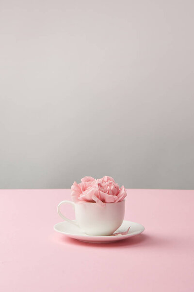 beautiful pink carnation flowers in white cup and saucer on grey