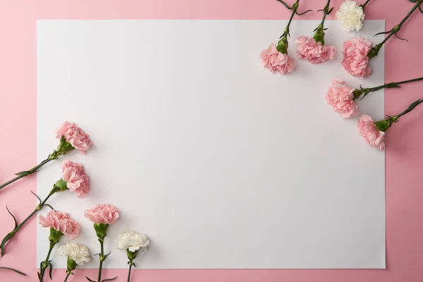 Prachtige Roze Witte Carnation Bloemen Lege Kaart Roze Achtergrond — Stockfoto