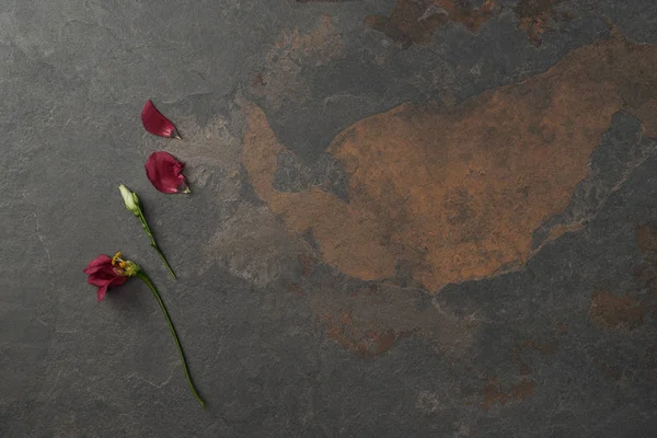 在黑暗的背景上美丽的乌斯托马花和花瓣的顶视图 — 图库照片