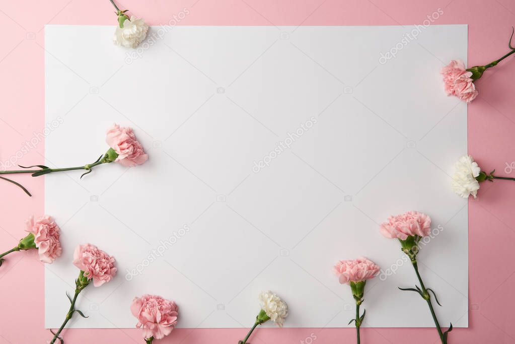 top view of beautiful tender carnation flowers and blank card on pink background