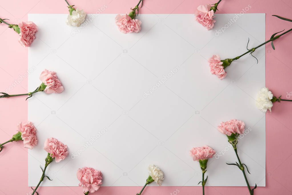 top view of beautiful carnation flowers and blank card on pink background