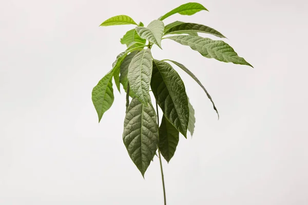 Selective Focus Green Plant Grey Background — Stock Photo, Image