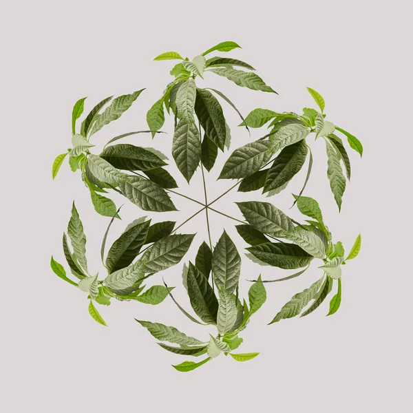 top view of green leaves isolated on grey