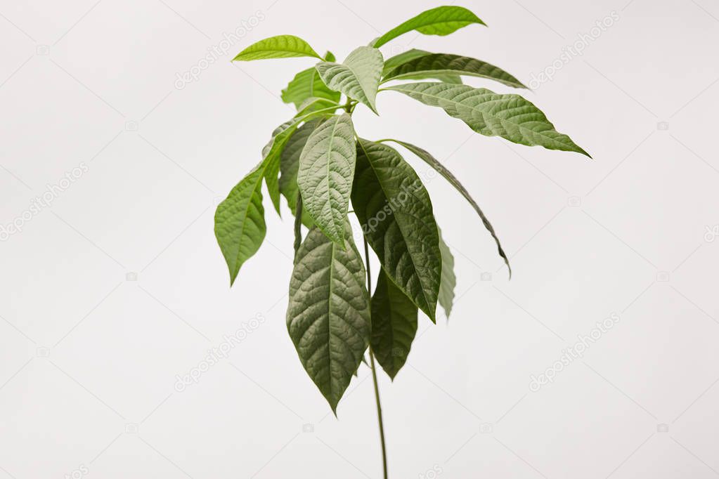 selective focus of green plant on grey background