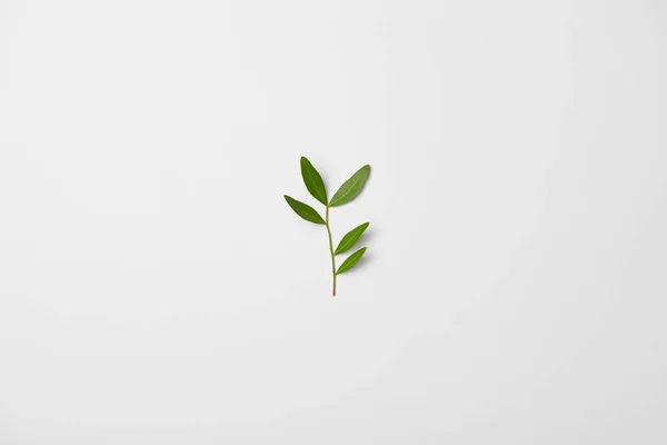 Beyaz Arka Plan Üzerinde Çay Bitki Şubesi Üstten Görünüm — Stok fotoğraf