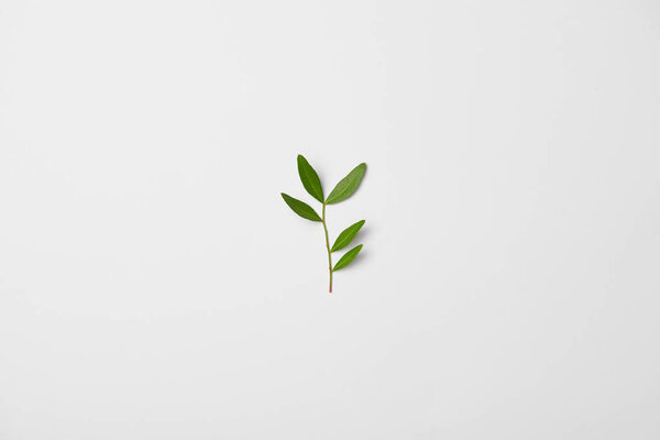 Вид сверху на ветвь чайного растения на белом фоне
 