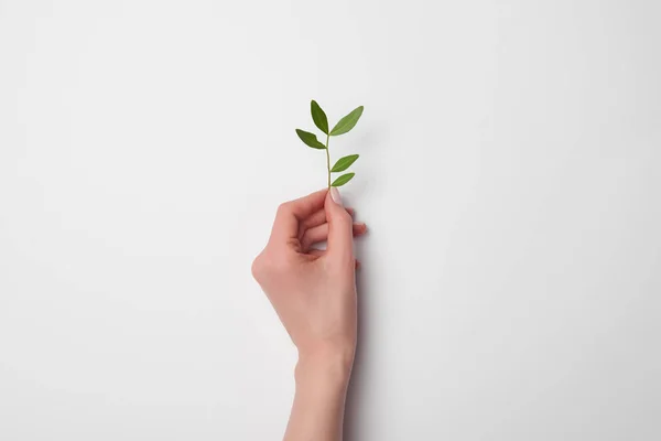 Вид Сверху Женской Руки Веткой Чайного Растения — стоковое фото