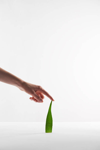 partial view of woman touching aloe vera leaf om white background