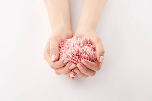 Vista Cortada Mãos Femininas Com Flores Cravos Rosa Fundo Branco — Fotografia de Stock