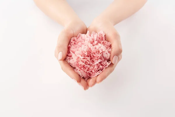 Cropped View Female Hands Carnations Flowers White Background — Stock Photo, Image