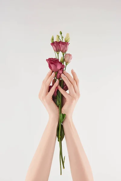 Teilansicht Weiblicher Hände Mit Lila Blüten Auf Weißem Hintergrund — Stockfoto