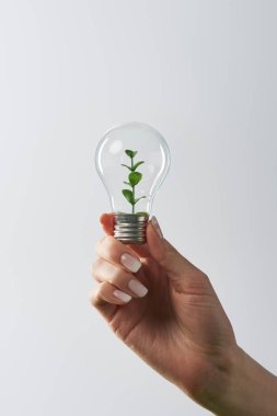 cropped view of female hand holding light bulb with green plant on white background clipart