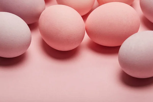 Chicken Easter Eggs Pink Background Copy Space — Stock Photo, Image