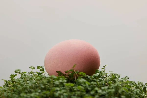 Easter Egg Grass Isolated Grey — Stock Photo, Image