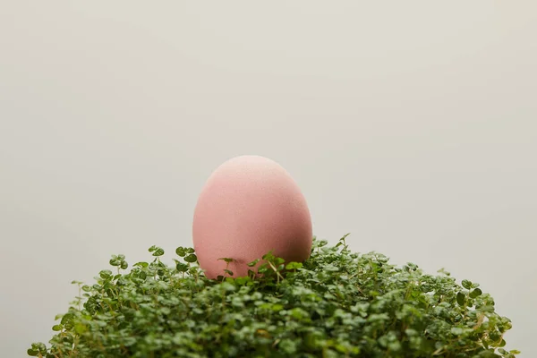 Chicken Easter Egg Grass Isolated Grey — Stock Photo, Image