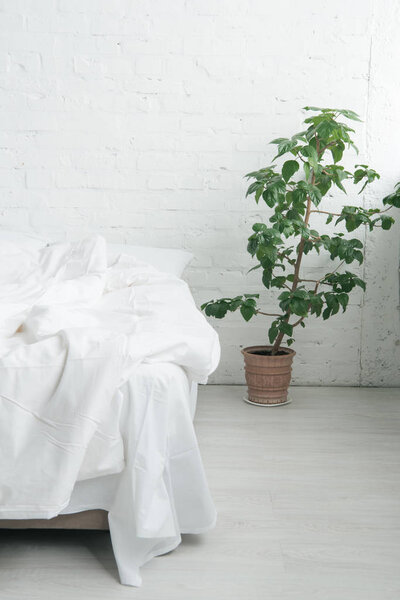 Bed with white sheets and blanket, green plant 