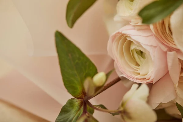 Close White Peonies Leaves — Stock Photo, Image