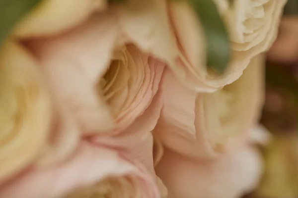 Selektiv Fokus För Vita Peoniesand Blad — Stockfoto