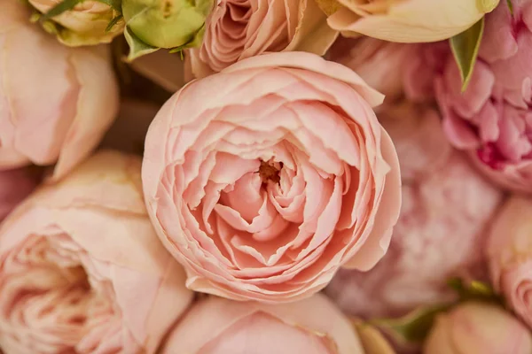 Primer Plano Peonías Rosadas Con Enfoque Selectivo — Foto de Stock