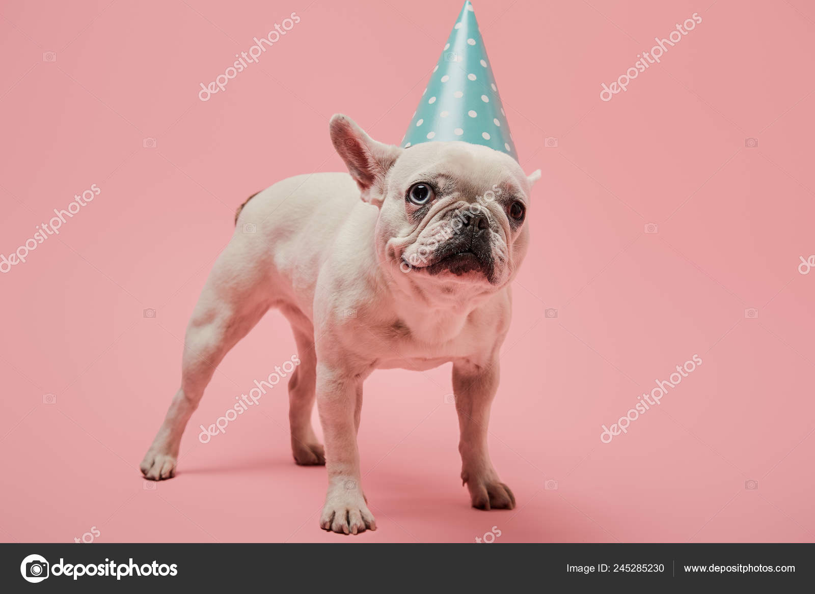 Bulldog Anniversaire Images Libres De Droit Photos De Bulldog Anniversaire Depositphotos