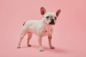 francia bulldog, fehér színű, és sötét orr-rózsaszín háttér
