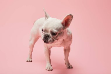 pembe bir arka plan üzerinde koyu burunlu beyaz bulldog Fransız